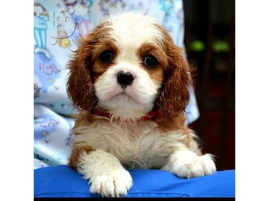 PoulaTo: Cavalier King Charles spaniel - blenheim και tricolor